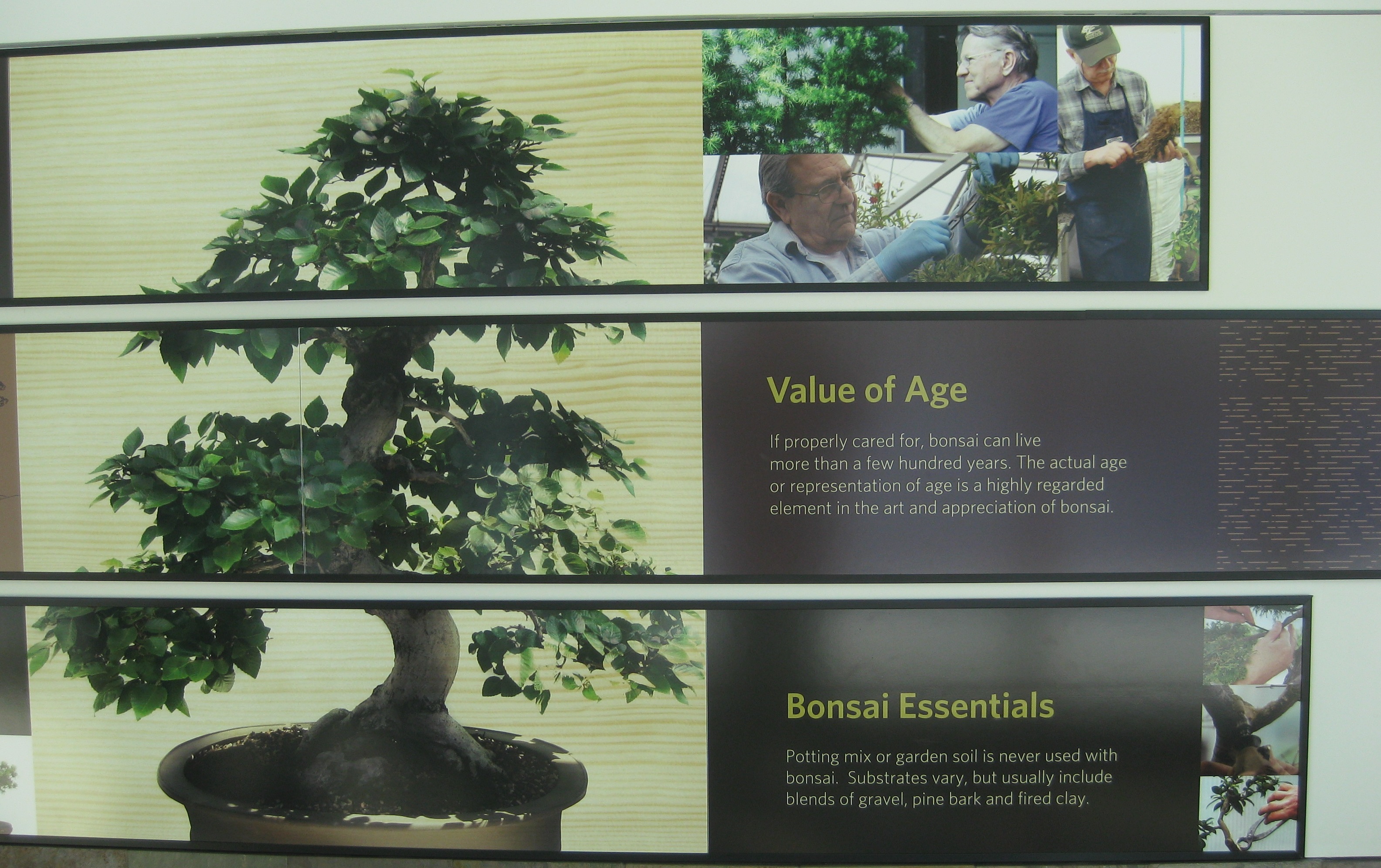 Bonsai value of age