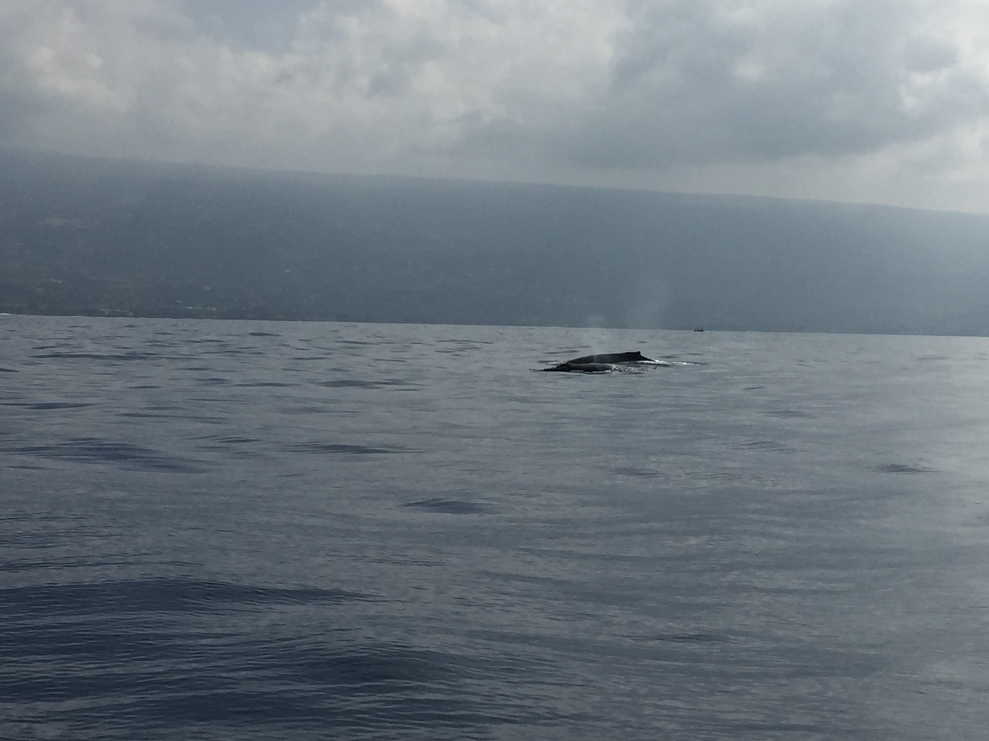 We saw several humpback whales, with bottle nose dolphins accompanying them